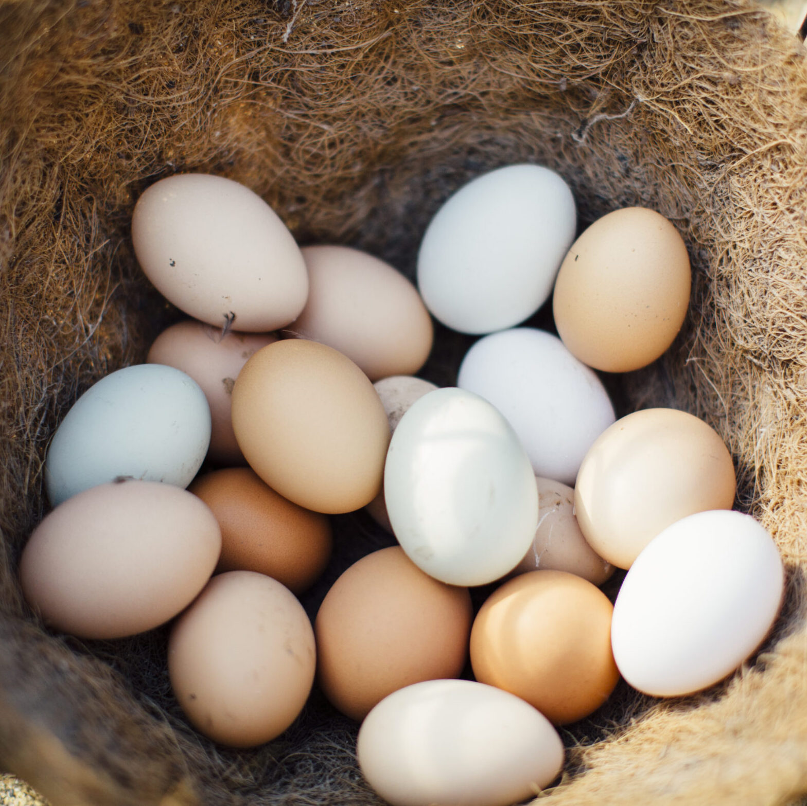 Community Supported Agriculture