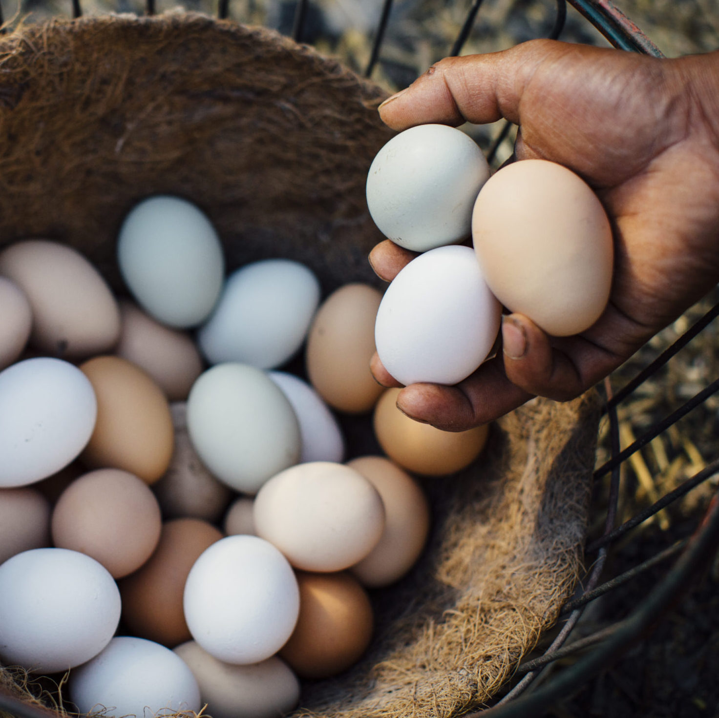 Community Supported Agriculture